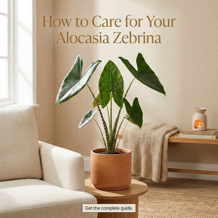 Struggling with your Alocasia Zebrina? 🌿

This elegant tropi
