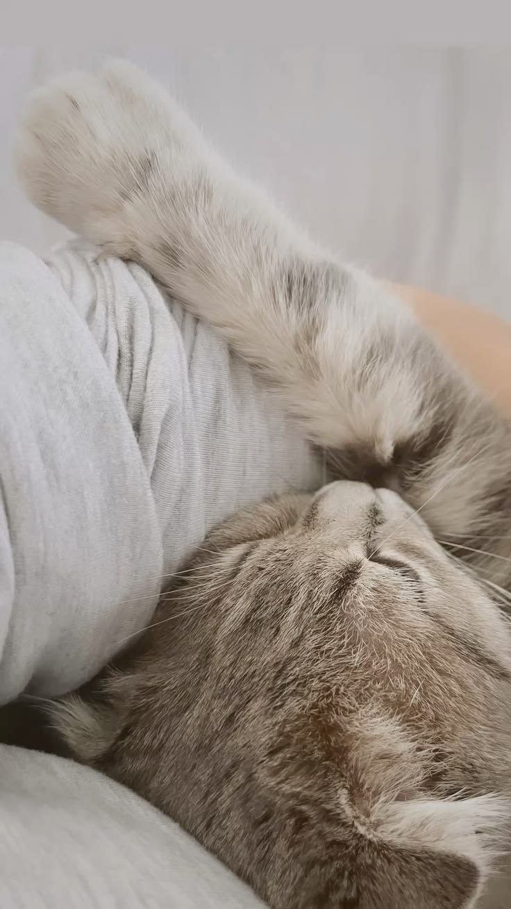 Finding peace in the quietest purrs. The most beautiful text