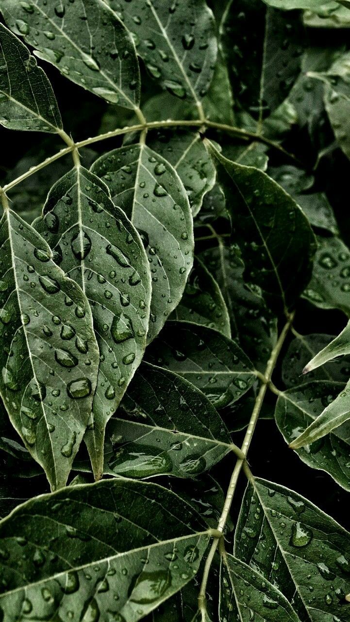 #wallpaper #wall #wallpapers #background #обои  #обоинателеф