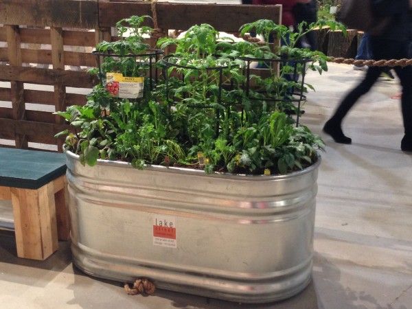 15 Tips for Trough Planters