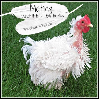 Molting. What is it and How to Help Chickens Get Through It