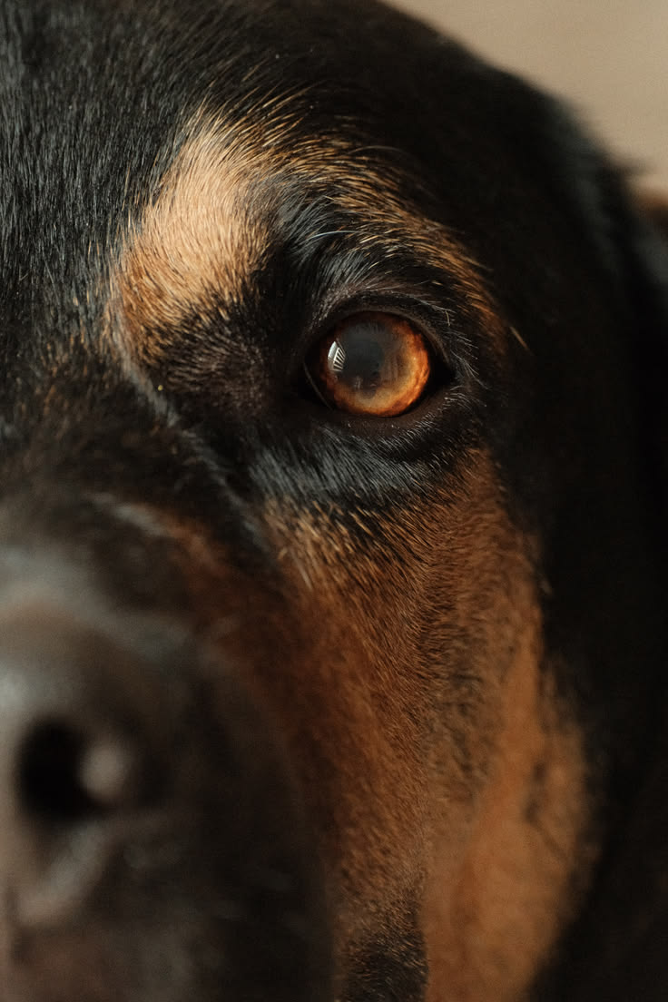 Great brands are built on authentic, human and furry moments