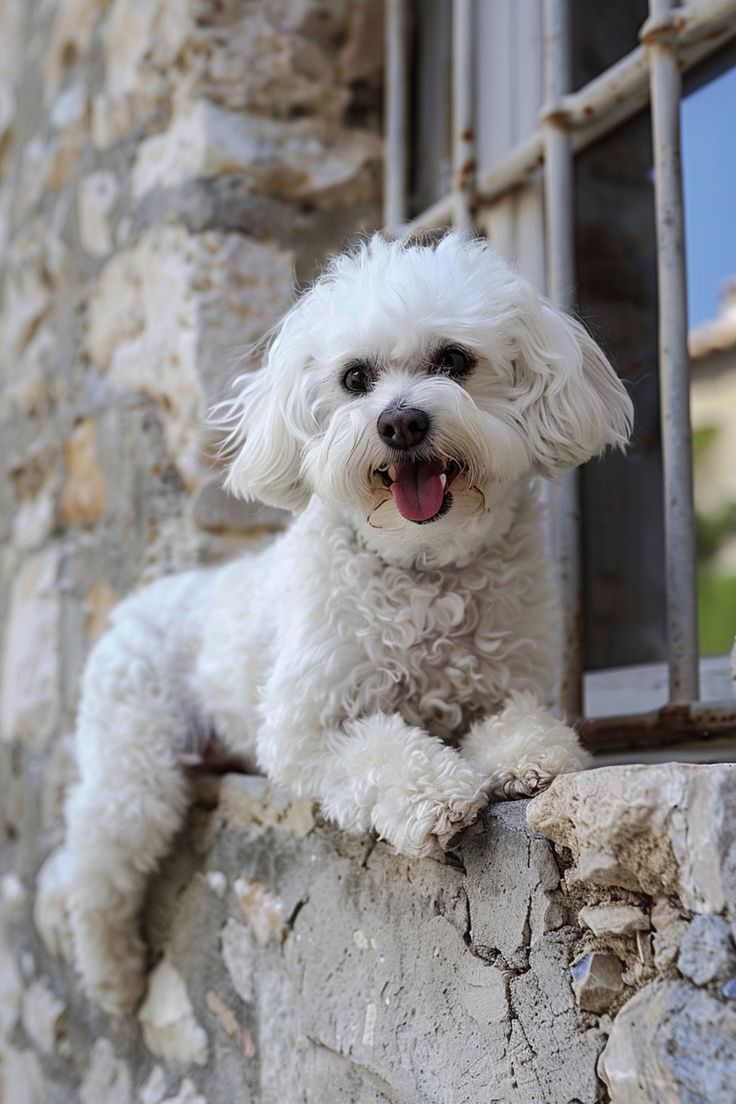 🐩✨ Keep your Bichon Frise’s curls fluffy, tangle-free, and c