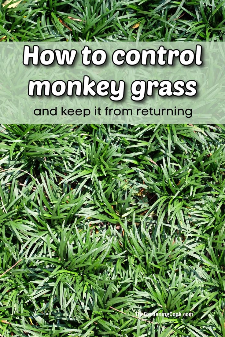 Head to The Gardening Cookto learn how to control monkey gra