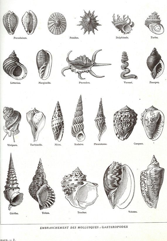 Shells antique print, #Original, NOT A COPY. This lovely fre
