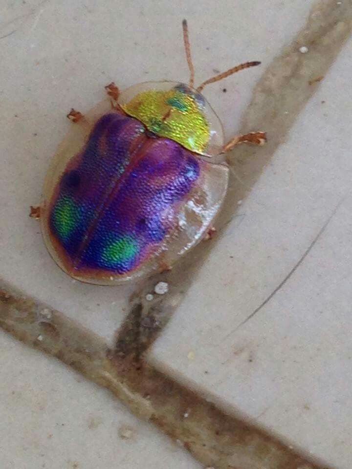 Yucatan tortoise beetle
