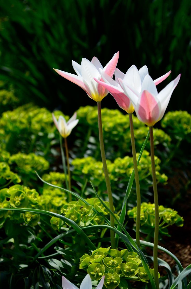 Spring is here! -2 by Quan Jin on 500px