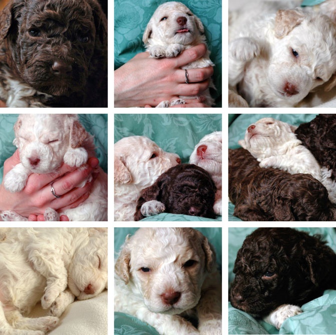Lagotto Lady Pups - SO Cute!