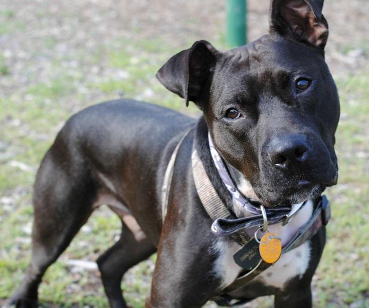 Adopted!  Champ is a 5 month old, adult, child, cat, and dog