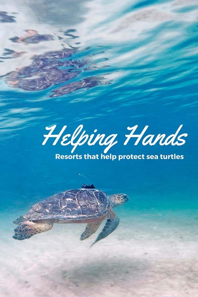 protect sea turtles