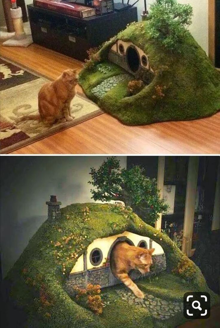 cute kitten