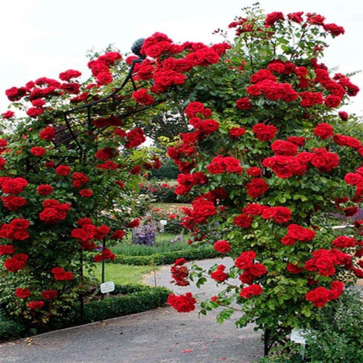 Red Rose Bush Live Starter Plant, Fragrant Red Climbing Rose