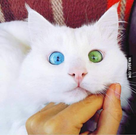 Those eyes tho                                              