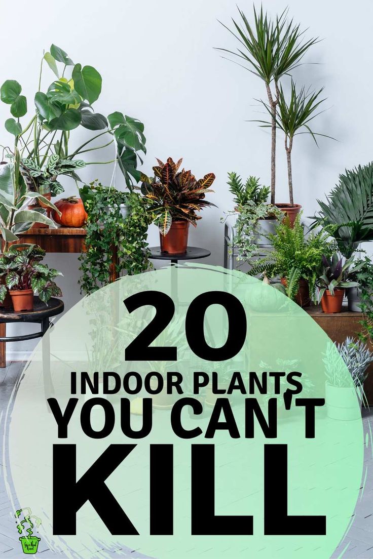 Having indoor plants in your home improves your mood, sparks