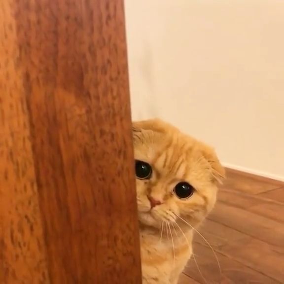 Follow board for more funny videos 😃