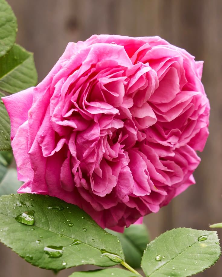 Create a beautiful outdoor space with fall gardening ideas, 