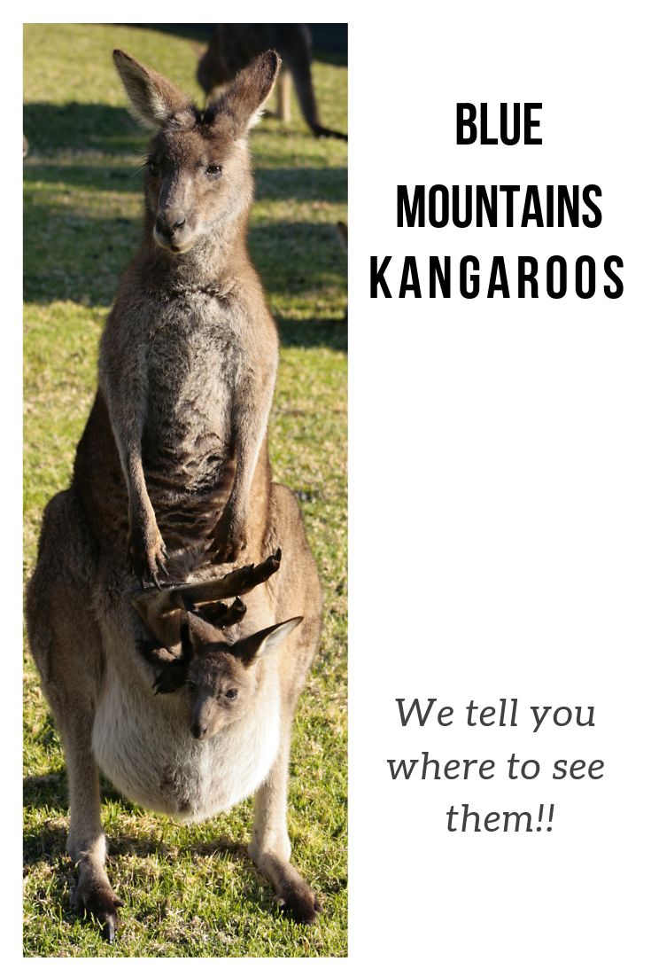 Yes, you can see Kangaroos in the Blue Mountains, but you ne