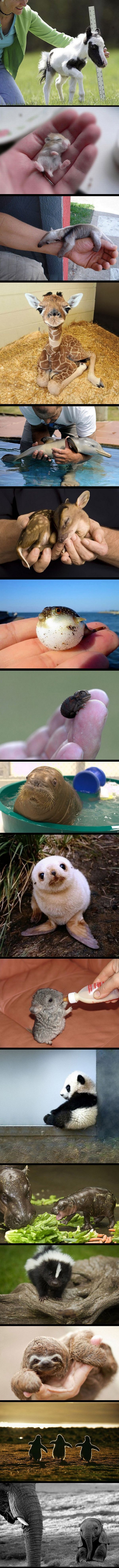 Cute Baby Animals