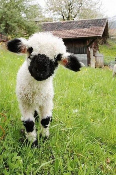 lamby-kins