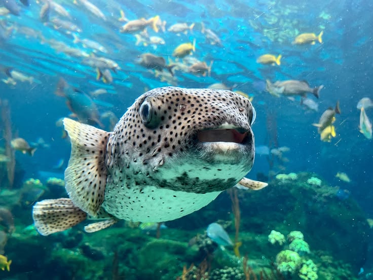 A large group of fish swimming around a coral reef photo – F
