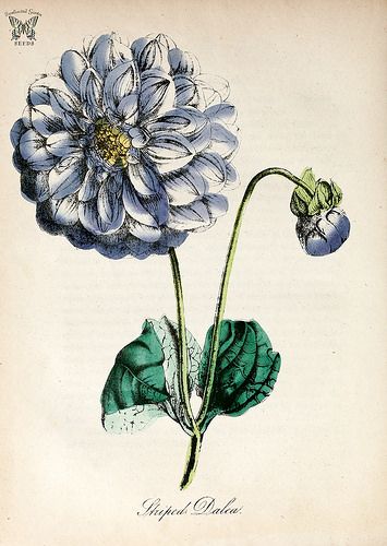 Striped Dalea. Dahlia hort.- The American flora vol. 3 (1855