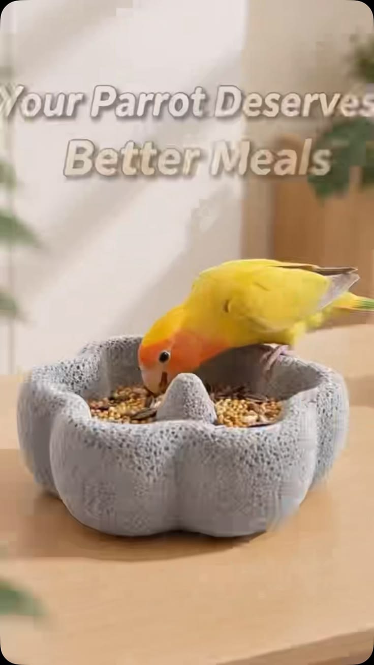 bird feeder#bird #birdlife #birds #birdcage #birdcagelab