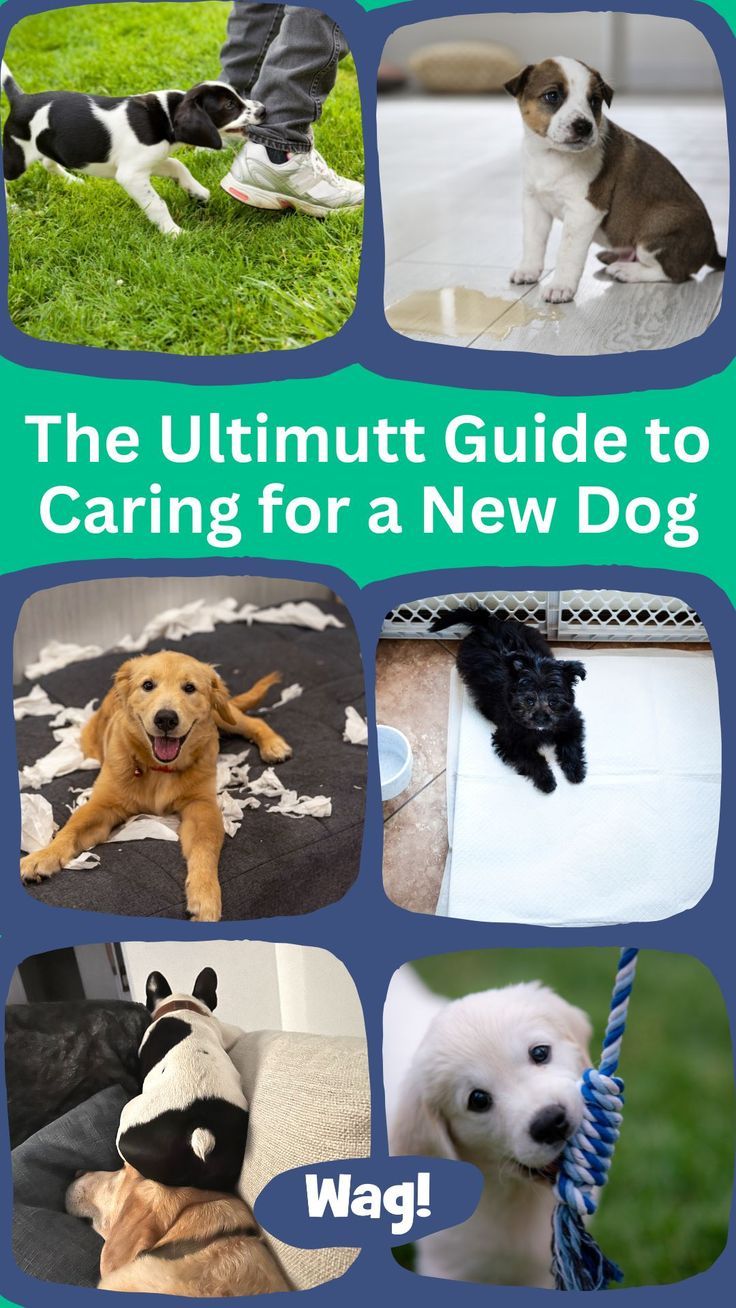 So you've just welcomed a new four-legged family member to y