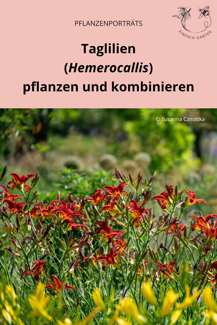 Taglilien (Hemerocallis) bringen sommerliche Beete zum Leuch