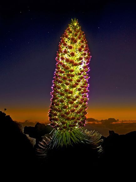 Silversword bloom - Haleakala National Park, Maui