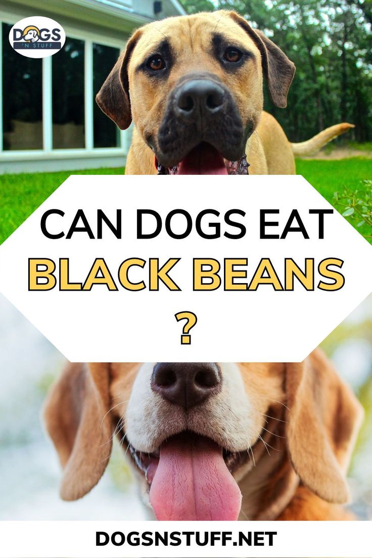 Picking Healthy Human Foods for your Dogs is challenging. Yo