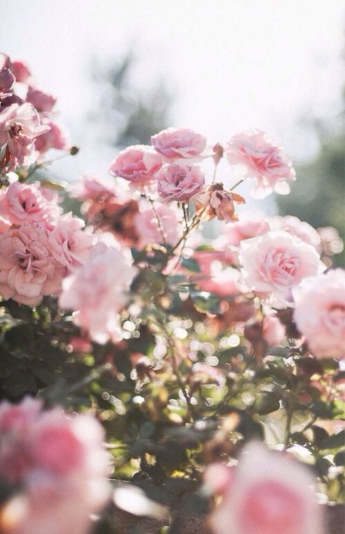 bloemen