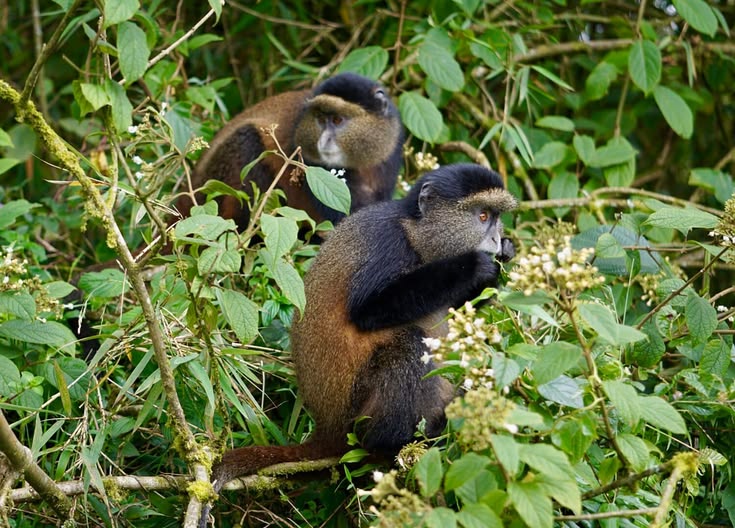 What To Expect When You Visit Rwanda