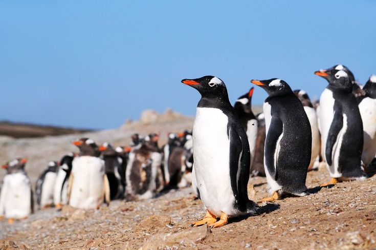 Gentoo penguin colony, Pebble Island / Falkland Islands