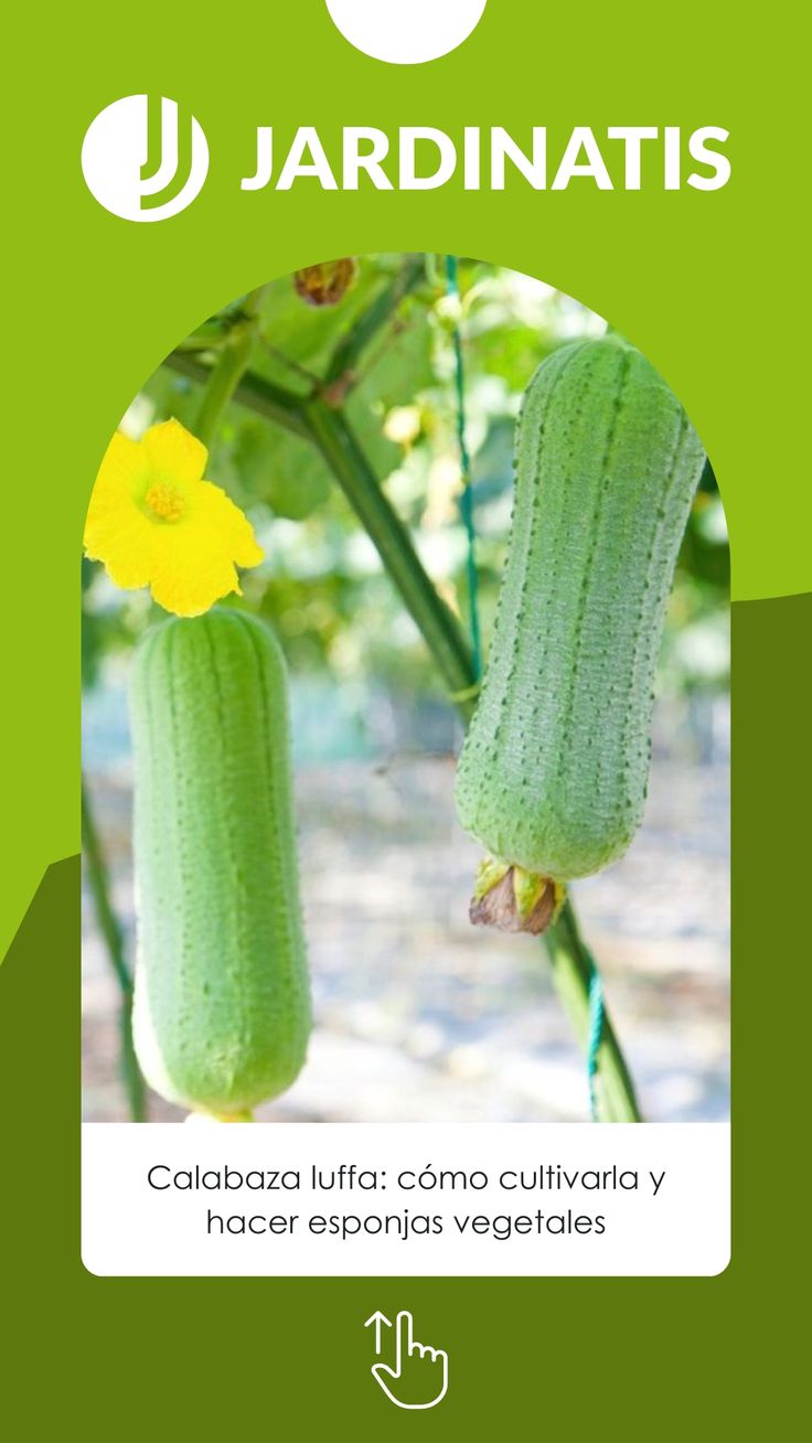 🌿 Cultiva calabaza luffa y fabrica tus propias esponjas vege
