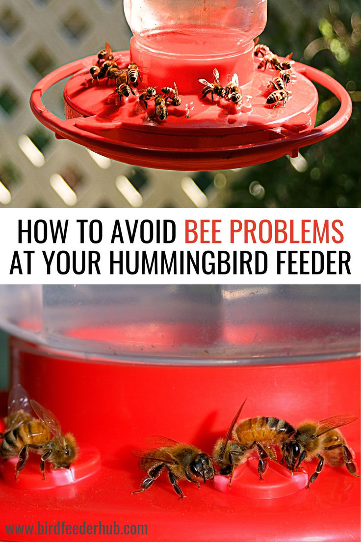 Struggling with bees taking over your hummingbird feeder? Le