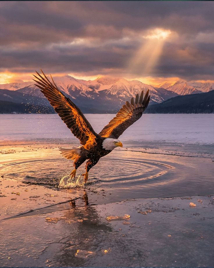 "Wings catch first light
2026 belongs to the wild 🦅✨"