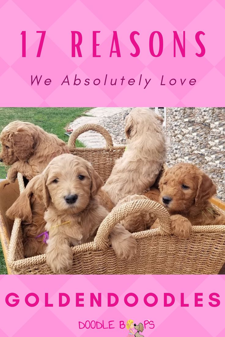 17 Reasons We Absolutely Adore Goldendoodles!