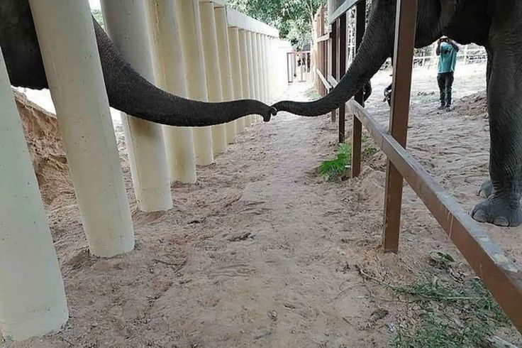 Kaavan tem um novo amigo! O elefante mais solitário do mundo