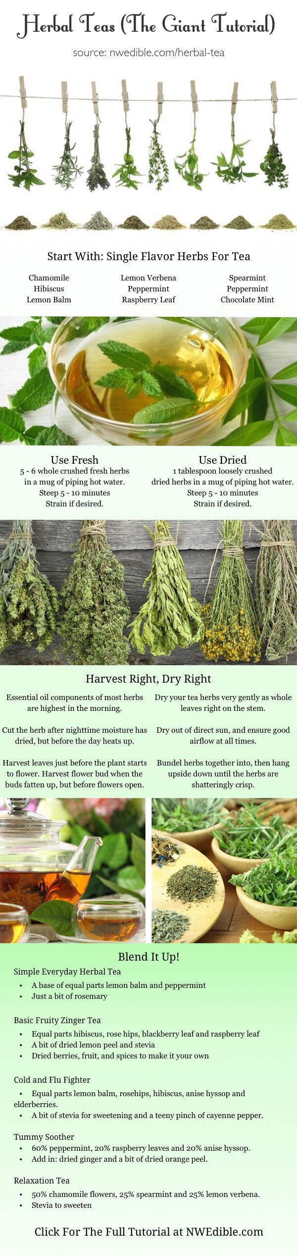 DIY Herbal Tea (From Your Own Backyard)! Full tutorial at ww