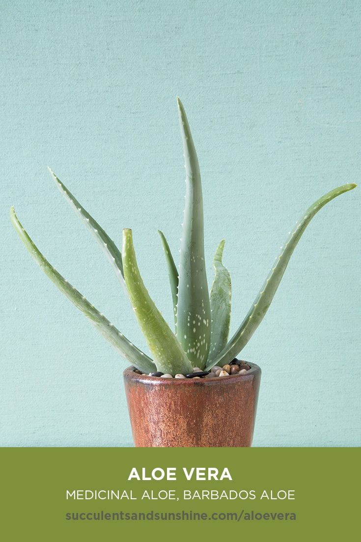 Aloe vera is well-known for its medicinal properties. It is 