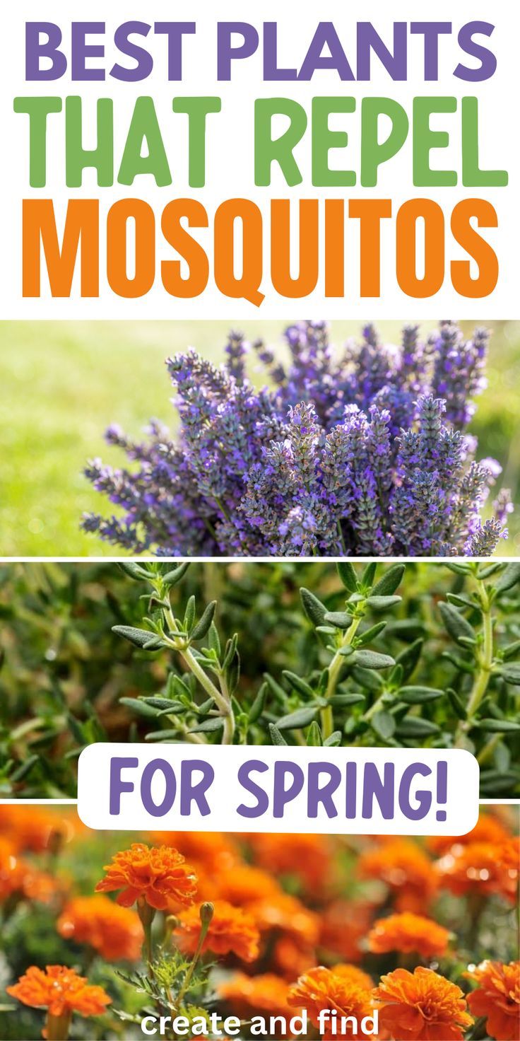 Enhance your outdoor spaces with a natural mosquito repellen