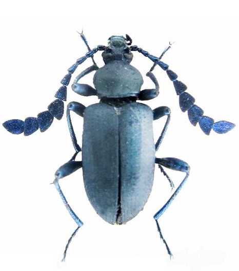 Prostenus sp.