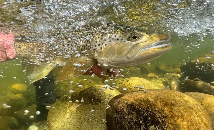 Owen River Lodge | Fly Fishing in New Zealand
