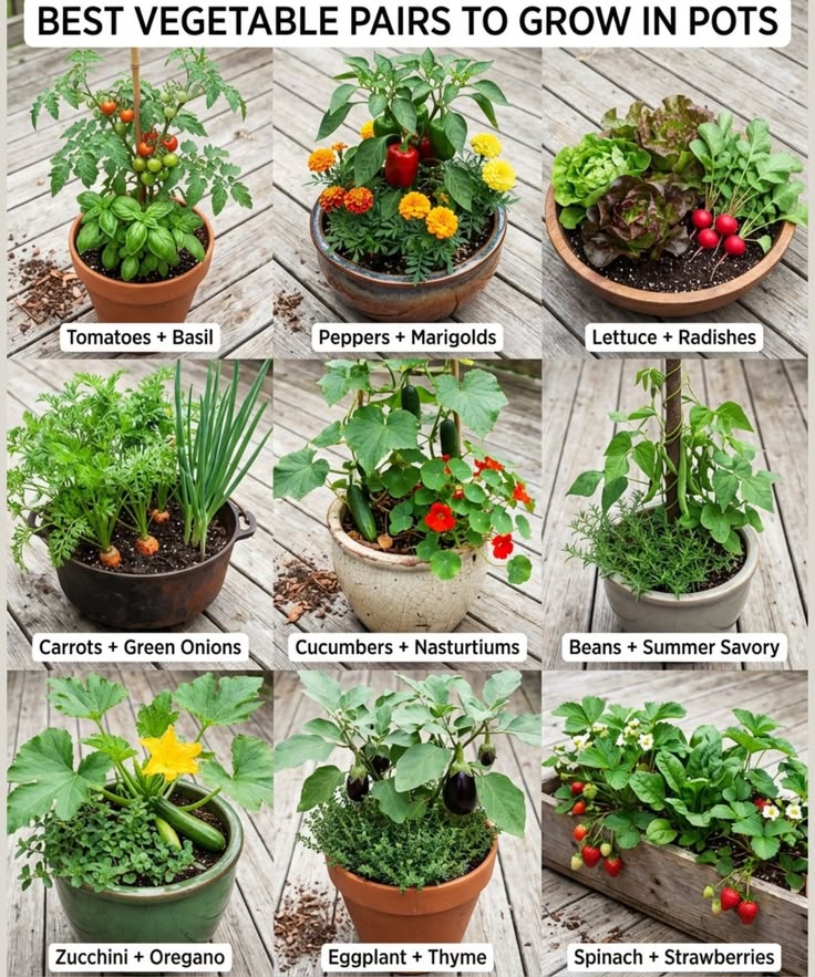 there are some plants that we can grow together ..and they m