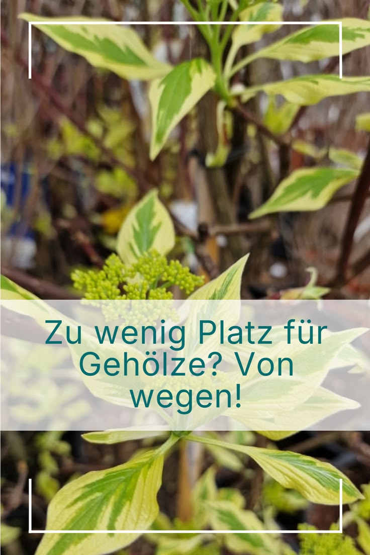 Gerade kleine Vorgärten profitieren von Gehölzen – wenn du d