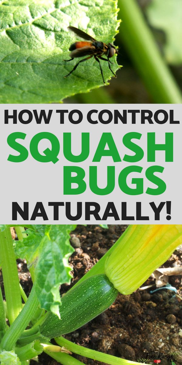 Are squash bugs destroying your garden? Learn how to control