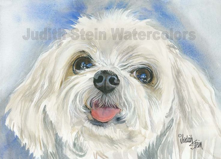 Maltese, White, AKC Toy, Lap Dog, Pet Portrait Dog Art Water