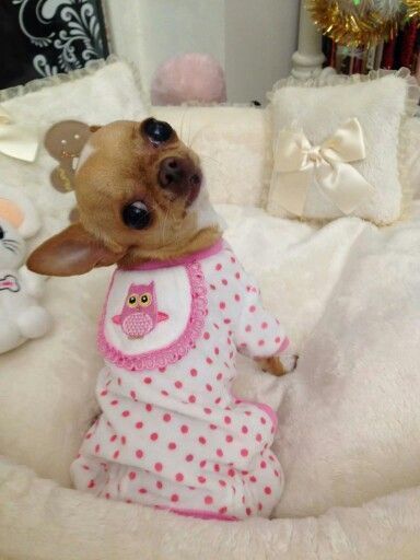 Chihuahua Sweet baby chi #Chihuahua