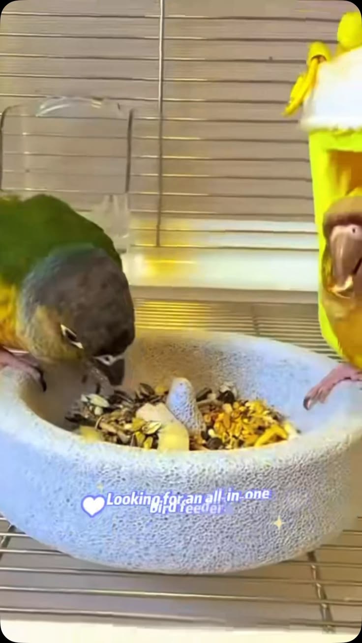 rock bird feeder #bird #birdlife #birds #birdcage #birdcagel