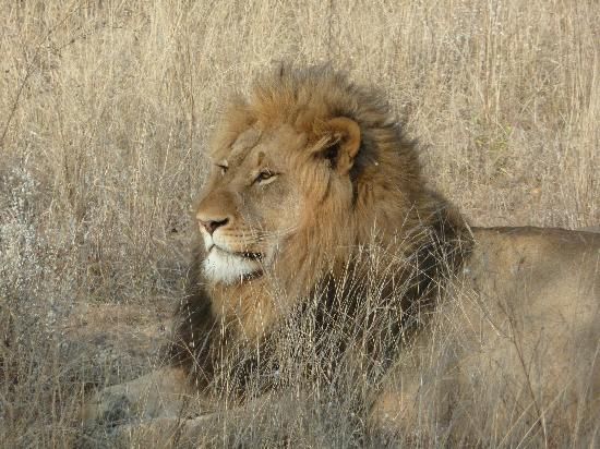Plan your wildlife safari tour to Shiduli for a true African